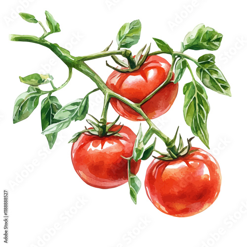 A watercolor vector painting of a tomato vine, isolated on a white background. Tomato vine vector.

