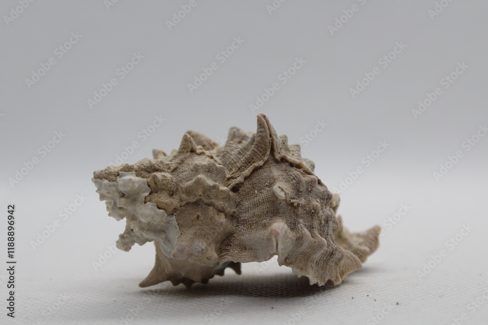 Corneta - Hexaplex trunculus - Murex trunculus, Phyllonotus trunculu isolated on a white background
Corneta - Hexaplex trunculus - Murex trunculus, Phyllonotus trunculu isolated on a white background