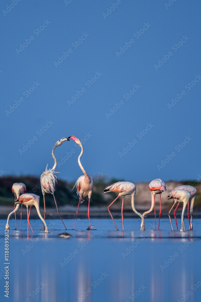 Naklejka premium Flamingos 