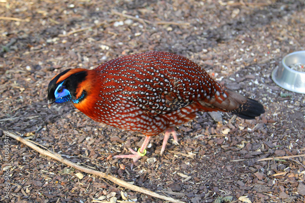 Obraz premium Ein Portrait eines Fasanartigen Vogels, exotischen Huhn. 