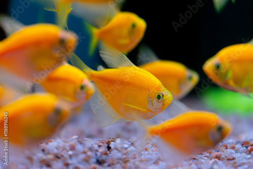 Neon Yellow Skirt Tetra fish pet in an aquarium.. Gymnocorymbus ternetzi photo