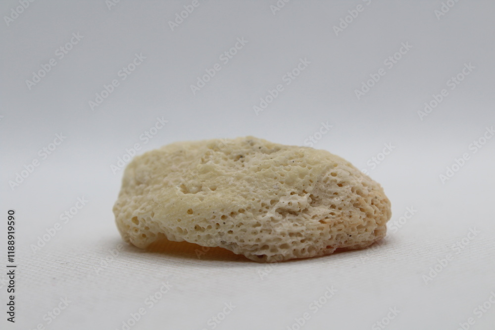 cliona celata fossilized sponge isolated on a white background cliona celata fossilized sponge isolated on a white background