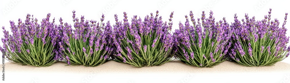 Fototapeta premium Vibrant Lavender Plant Arrangement with Rich Purple Flowers and Green Foliage on Neutral Background