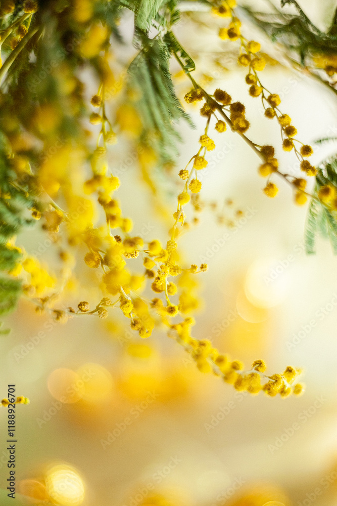branches of blooming mimosa on the beige background branches of blooming mimosa on the beige background