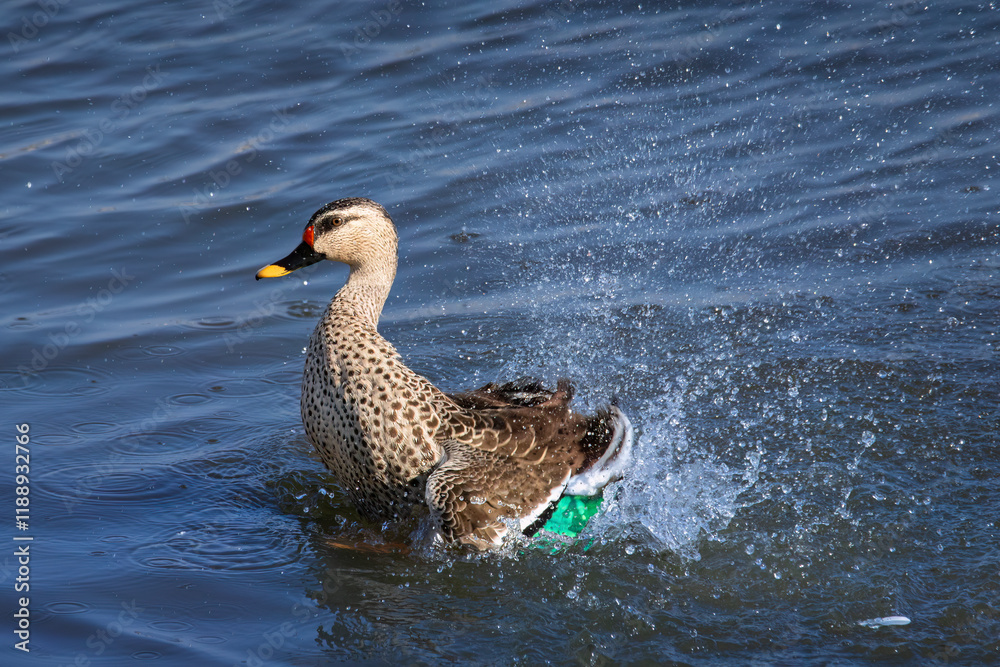 Fototapeta premium Indian spot-billed duck