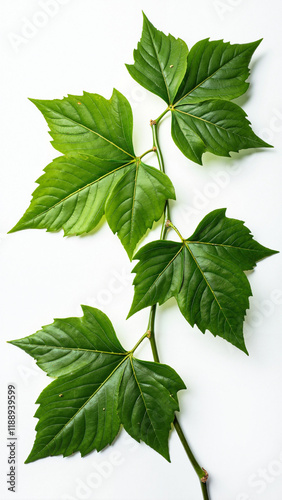 Cayratia trifolia: Elegant Bush Grape Leaves on White for Nature-Inspired Design, Botanical Education & Eco-Branding photo