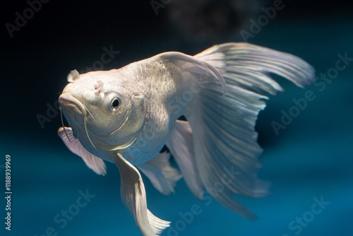 White Butterfly Koi fish pet in an Aquarium. Butterfly koi, longfin koi, or dragon carp are a type of ornamental fish notable for their elongated finnage. 