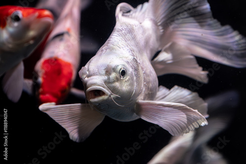 White Butterfly Koi fish pet in an Aquarium. Butterfly koi, longfin koi, or dragon carp are a type of ornamental fish notable for their elongated finnage.  photo