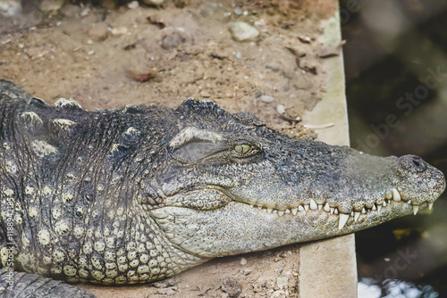 Eyes crocodile in the zoo background and texture photo