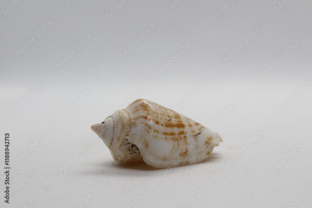 Seashell isolated on white. Strombus lentiginosus isolated on a white background
Seashell isolated on white. Strombus lentiginosus isolated on a white background