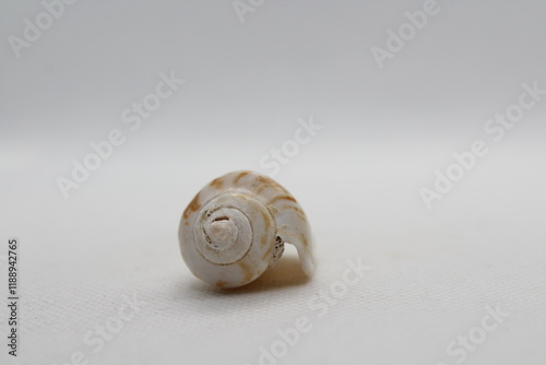 Seashell isolated on white. Strombus lentiginosus isolated on a white background

