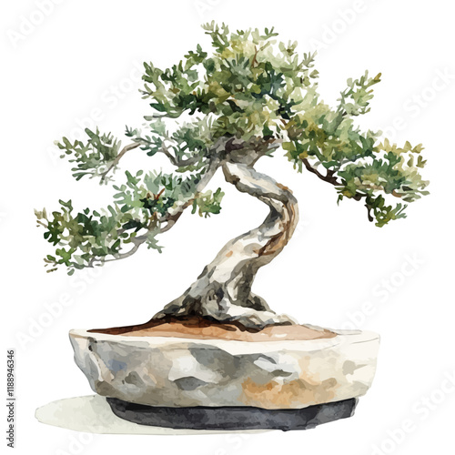 A watercolor vector painting of a tamarix bonsai, isolated on a white background. Tamarix bonsai vector.

