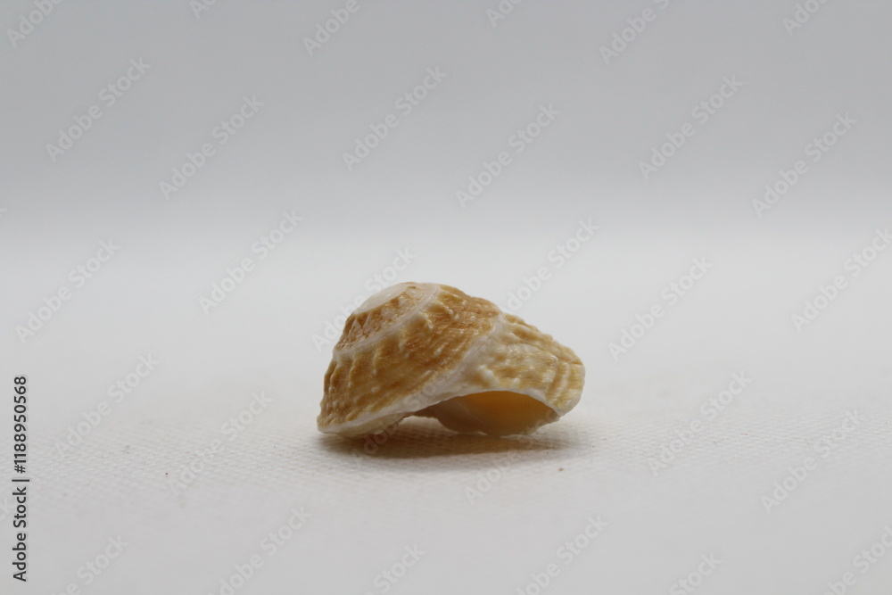lunella granulata isolated on a white background lunella granulata isolated on a white background
