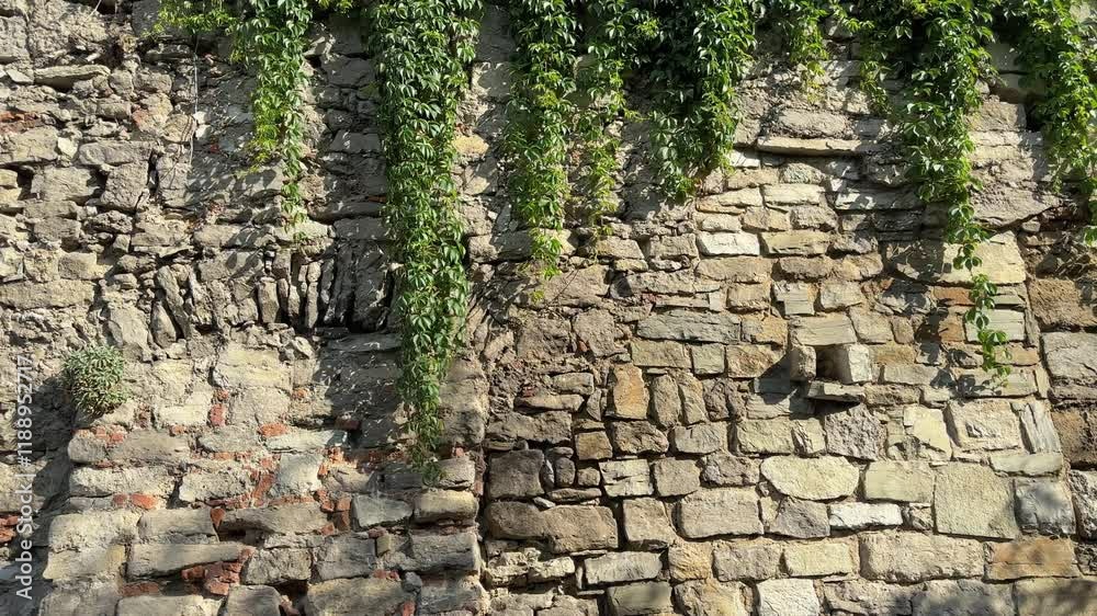 Old coarse stone defensive wall overgrown with climbing plants Old coarse stone defensive wall overgrown with climbing plants