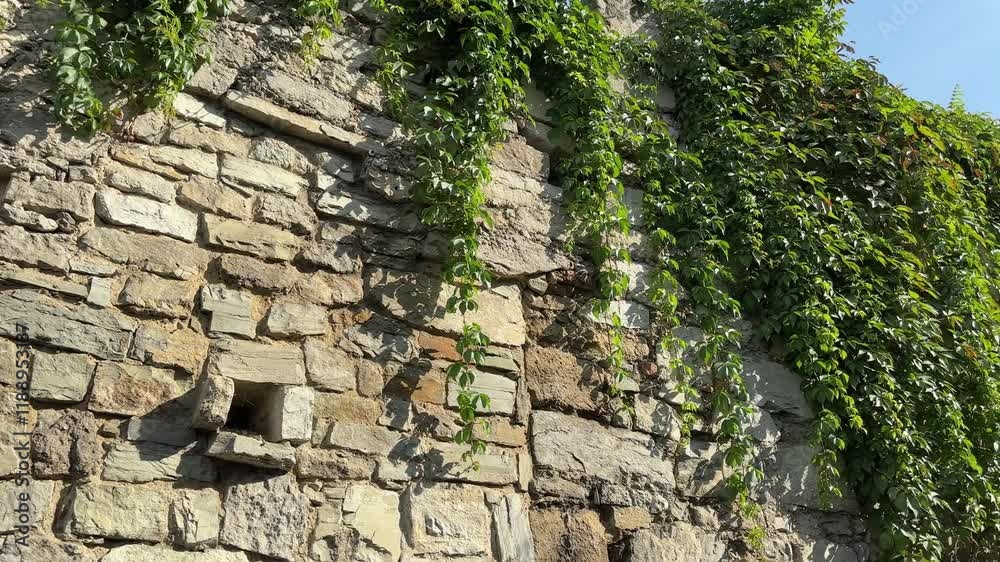 Old coarse stone defensive wall overgrown with climbing plants Old coarse stone defensive wall overgrown with climbing plants