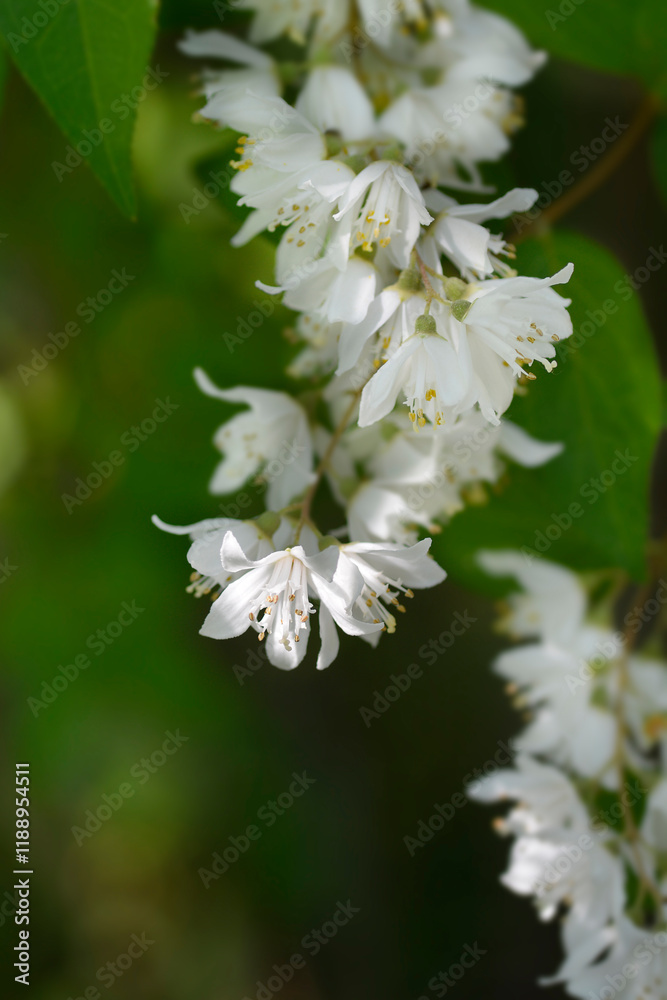 Fuzzy deutzia Flore Pleno flowers Fuzzy deutzia Flore Pleno flowers