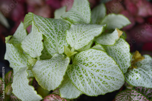 Nerve plant leaves photo