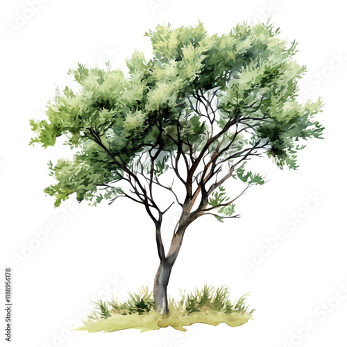 A watercolor vector painting of a tamarisk tree, isolated on a white background. Tamarisk tree vector.

