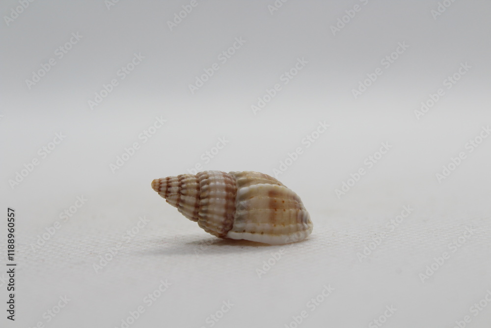 tritia reticulata isolated on a white background tritia reticulata isolated on a white background