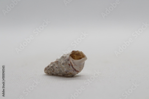 Sea snail Common cerith or European cerith (Cerithium vulgatum) isolated on a white background  photo