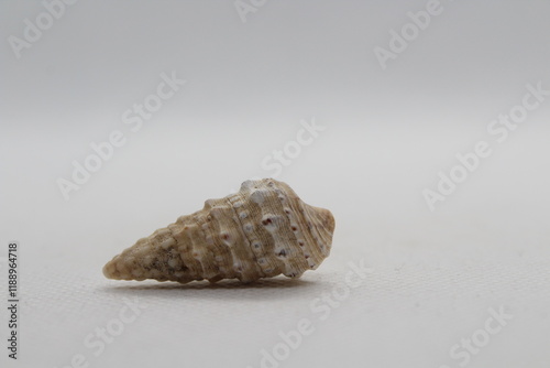 Sea snail Common cerith or European cerith (Cerithium vulgatum) isolated on a white background  photo
