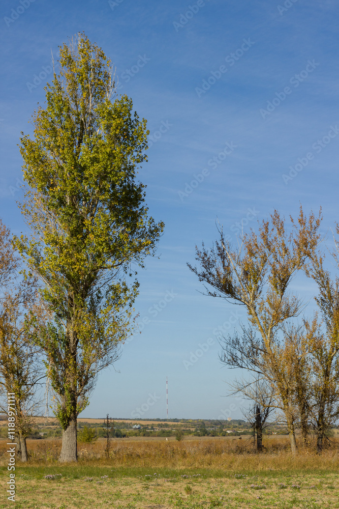 Obraz premium Green tree on a yellow field. Boguchar village.