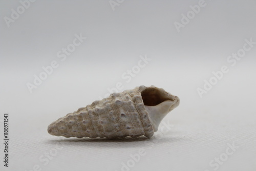 Sea snail Common cerith or European cerith (Cerithium vulgatum) isolated on a white background  photo