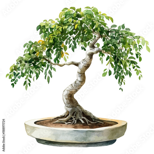 A watercolor vector painting of a tamarind bonsai, isolated on a white background. Tamarind bonsai vector.

