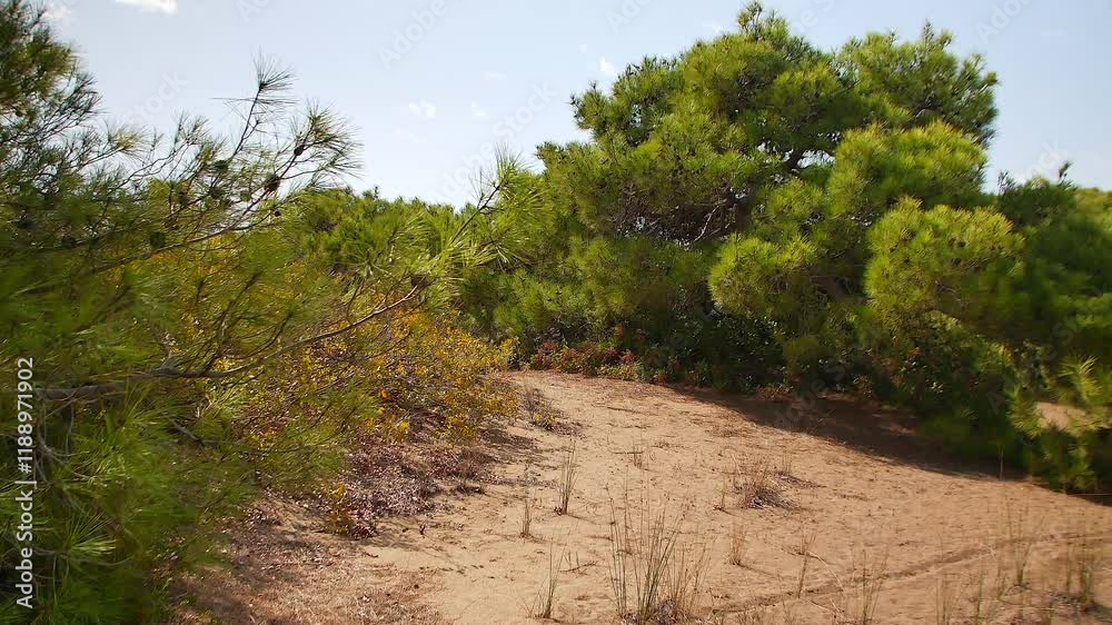 A peaceful pine forest clearing in Antalya, Turkey, featuring dry sandy terrain and vibrant Mediterranean charm. A peaceful pine forest clearing in Antalya, Turkey, featuring dry sandy terrain and vibrant Mediterranean charm.