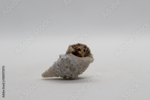 Sea snail Common cerith or European cerith (Cerithium vulgatum) isolated on a white background  photo