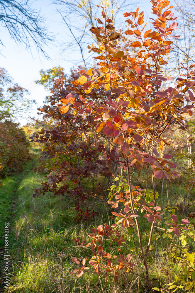 deciduous bush with red leaves deciduous bush with red leaves