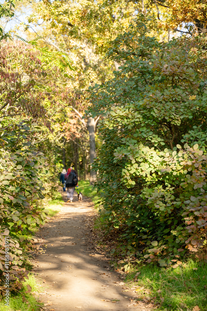 Fototapeta premium A dirt path in a forest