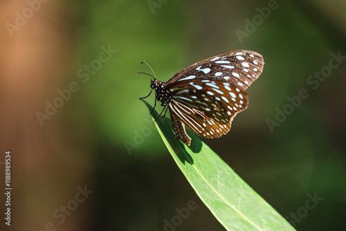 Close up of Blue Tiger Butterfly. Tirumala septentrionis, the dark blue tiger, is a danaid butterfly. photo