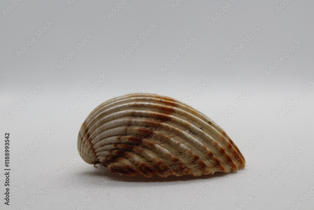 Beautiful sea shells of common cockle isolated on a white background. Cerastoderma edule. Decorative ribbed oval seashells of edible saltwater clams.
Beautiful sea shells of common cockle isolated on a white background. Cerastoderma edule. Decorative ribbed oval seashells of edible saltwater clams.