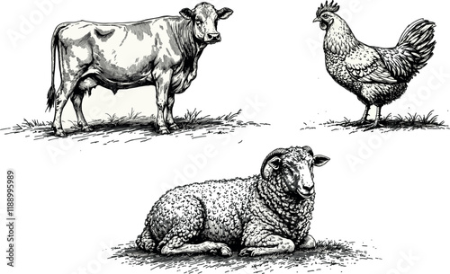 Hand-drawn vintage vector illustration of cow, sheep, and rooster in line work photo