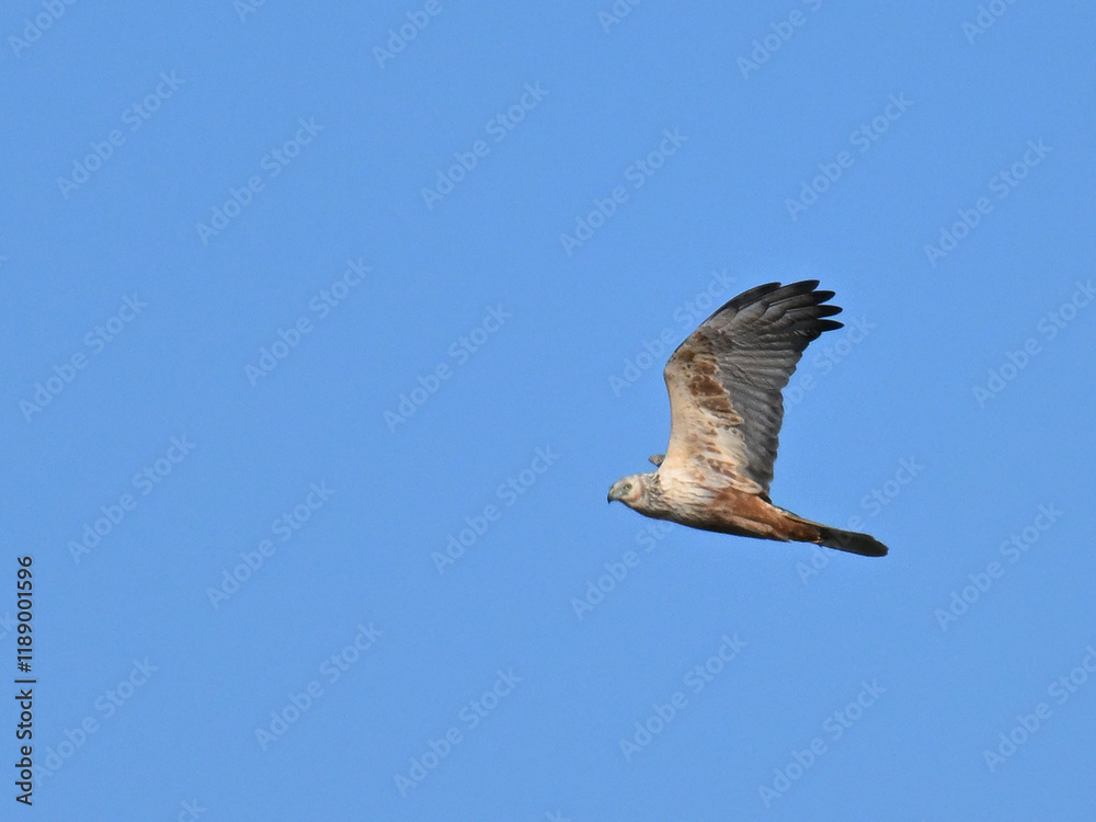 Obraz premium チュウヒ Eastern Marsh Harrier