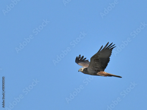 チュウヒ Eastern Marsh Harrier