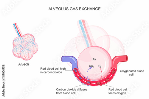 Alveolus gas exchange occurs as oxygen diffuses into blood and carbon dioxide diffuses out, across thin alveolar walls surrounded by capillaries. photo