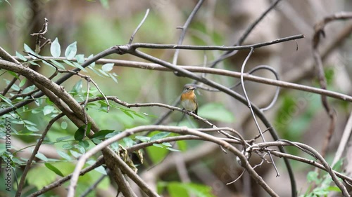 Indochinese Blue Flycatcher (Cyornis tickelliae)bird photography .Bird watching with telephoto in the forest. photo