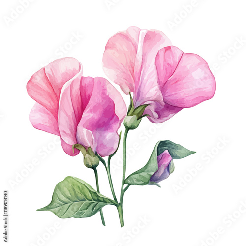 A watercolor vector painting of a Sweet Pea flower, isolated on a white background. Sweet Pea flower vector.


