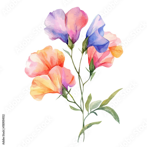 A watercolor vector painting of a Sweet Pea flower, isolated on a white background. Sweet Pea flower vector.

