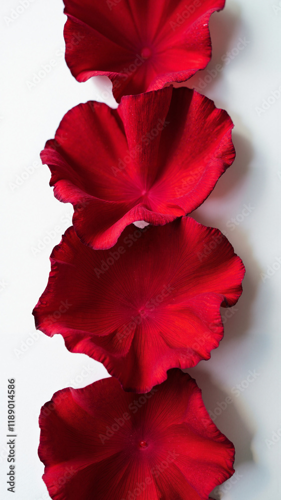 Elegant Red Rose Petals on White: Versatile Imagery for Romance, Beauty, and Luxury Branding Elegant Red Rose Petals on White: Versatile Imagery for Romance, Beauty, and Luxury Branding