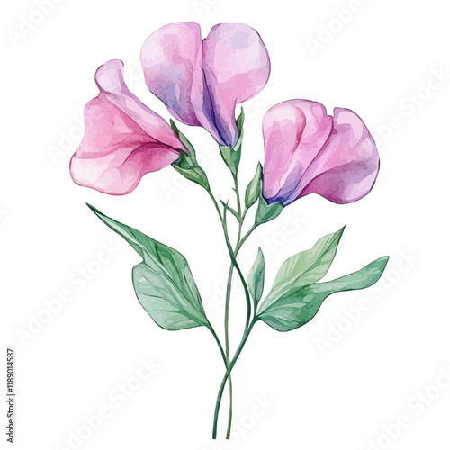 A watercolor vector painting of a Sweet Pea flower, isolated on a white background. Sweet Pea flower vector.

