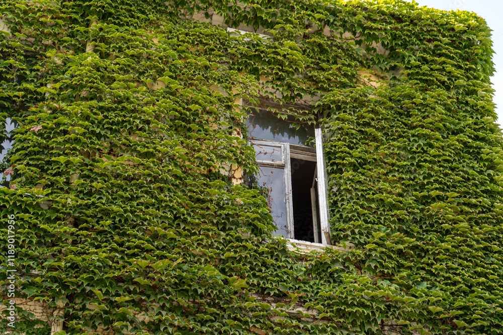 Green wall with old window. House covered with ivy. Green wall with old window. House covered with ivy.
