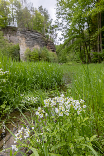 Nature reserve Udoli Plakanek near Kost castle, Eastern Bohemia, Czech Republic photo