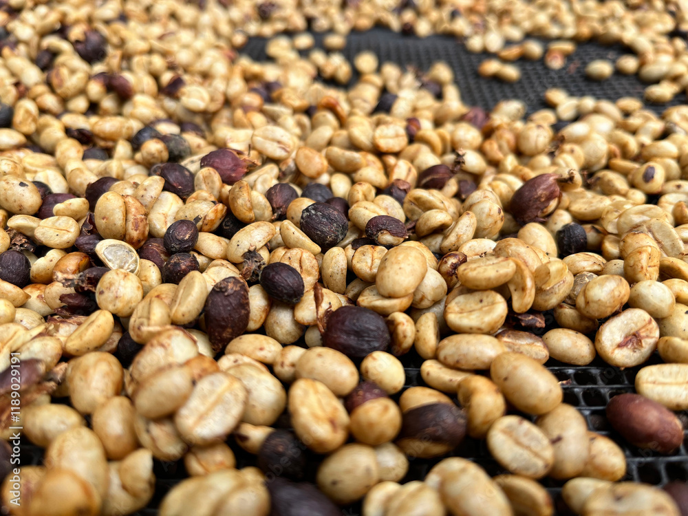 coffee beans drying on a raised mesh bed inside a greenhouse. The beans, in various stages of drying, display golden hues with some darker ones interspersed, coffee processing method used in farms coffee beans drying on a raised mesh bed inside a greenhouse. The beans, in various stages of drying, display golden hues with some darker ones interspersed, coffee processing method used in farms