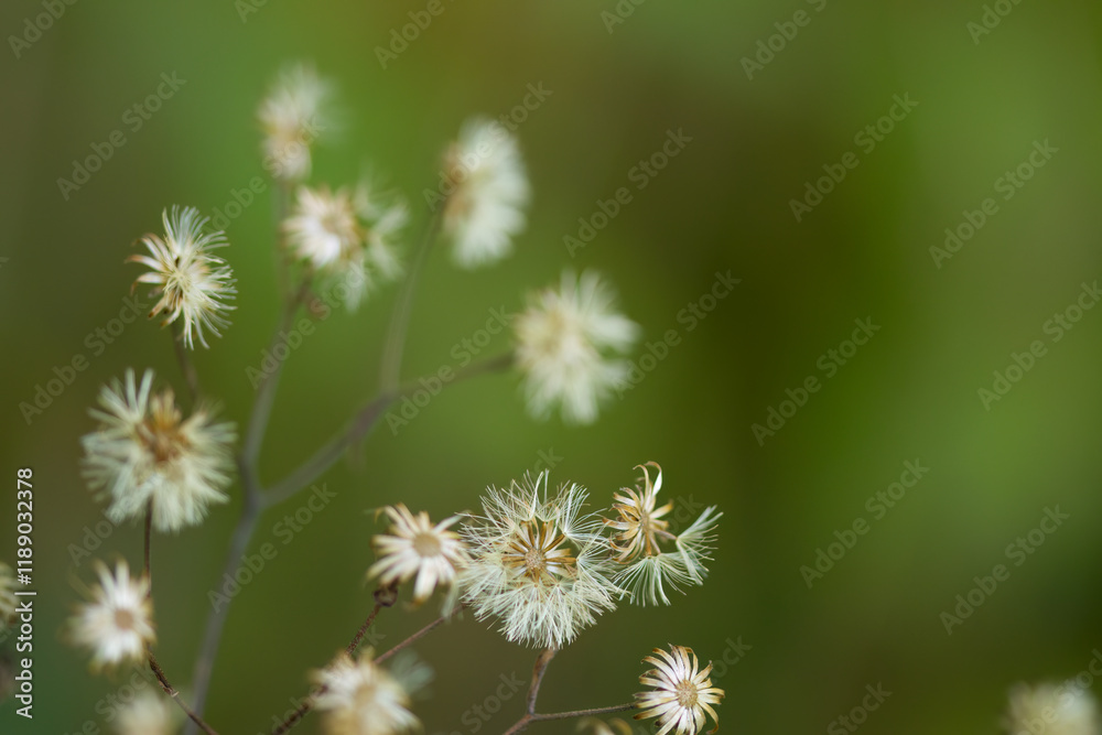dried flowers, white and wilted, autumn atmosphere in nature with wilted plants, autumn flowers in the garden, withered flowers in autumn, wilted flowers dried flowers, white and wilted, autumn atmosphere in nature with wilted plants, autumn flowers in the garden, withered flowers in autumn, wilted flowers