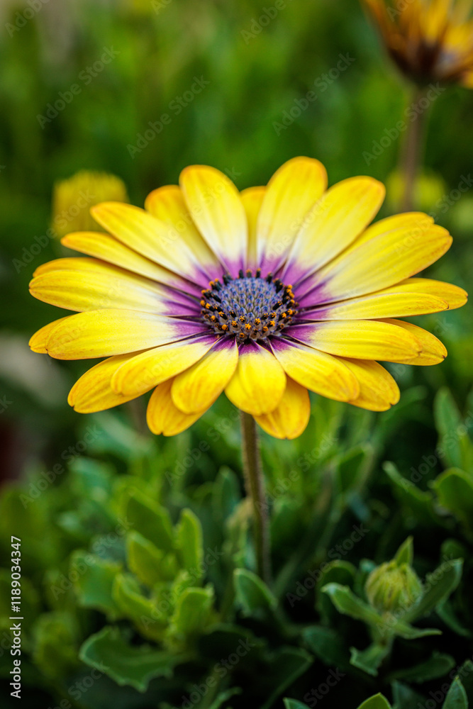 Fototapeta premium Yellow daisy with a purple center growing in a garden