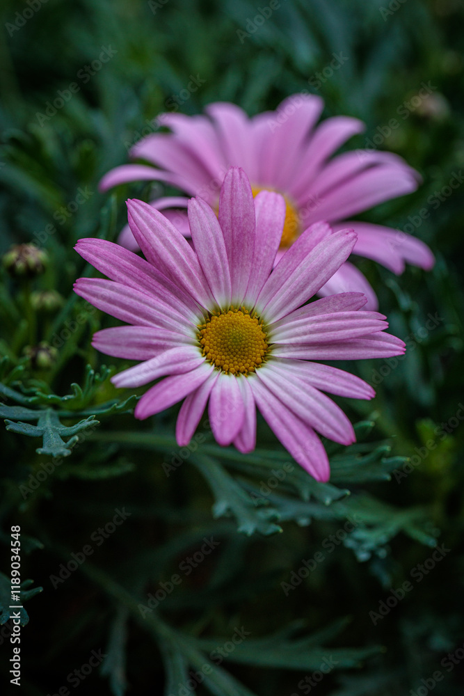 Obraz premium Delicate pink daisies blooming in lush green foliage