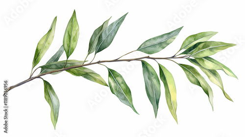 Isolated on white background, hand drawn watercolor illustration botanical leaves. osier ash oak acacia blackwood willow lancet eucalyptus laurel branch. Blazewood. Illustration
